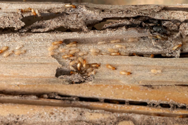 Bird Control in Hogansville, GA